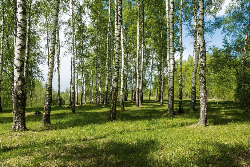 Birch trees